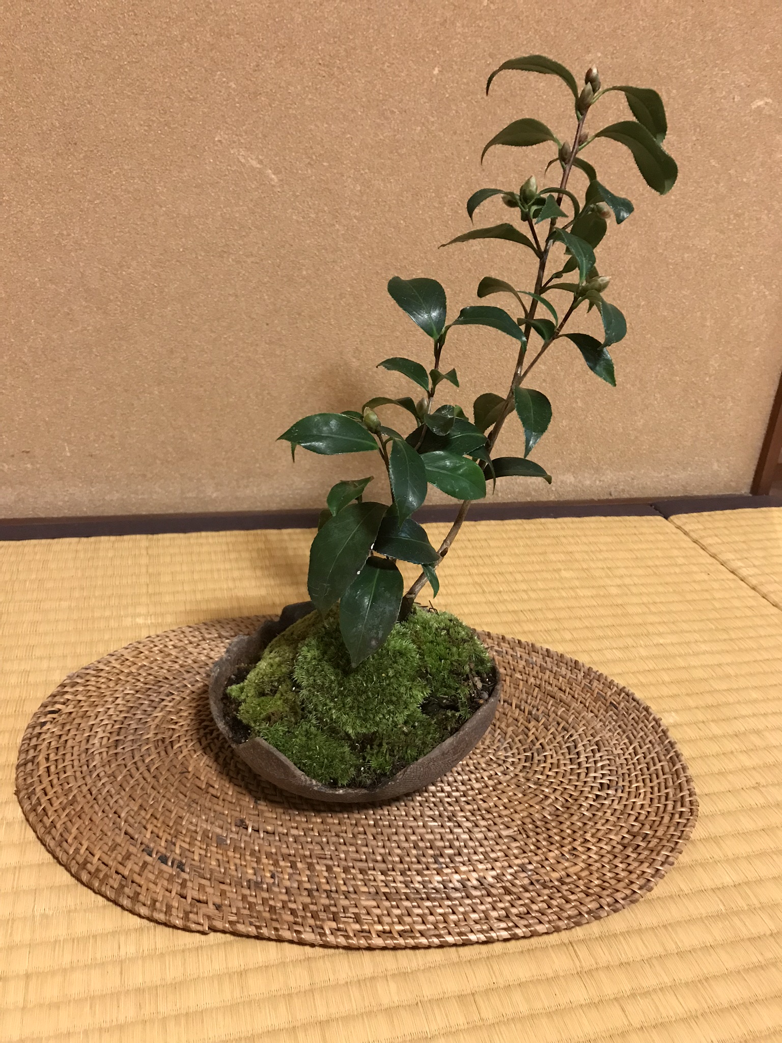 暮らしにお花を添えましょう 季節の寄せ植え(土)
