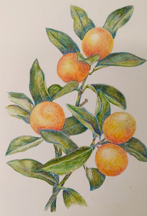 大人のぬり絵教室 春の新講座3/30・4/6(月)特別体験会