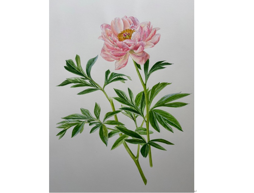 植物の息づかいが伝わってくる ボタニカルアート