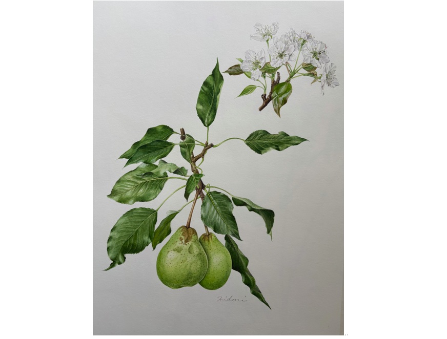 植物の息づかいが伝わってくる ボタニカルアート