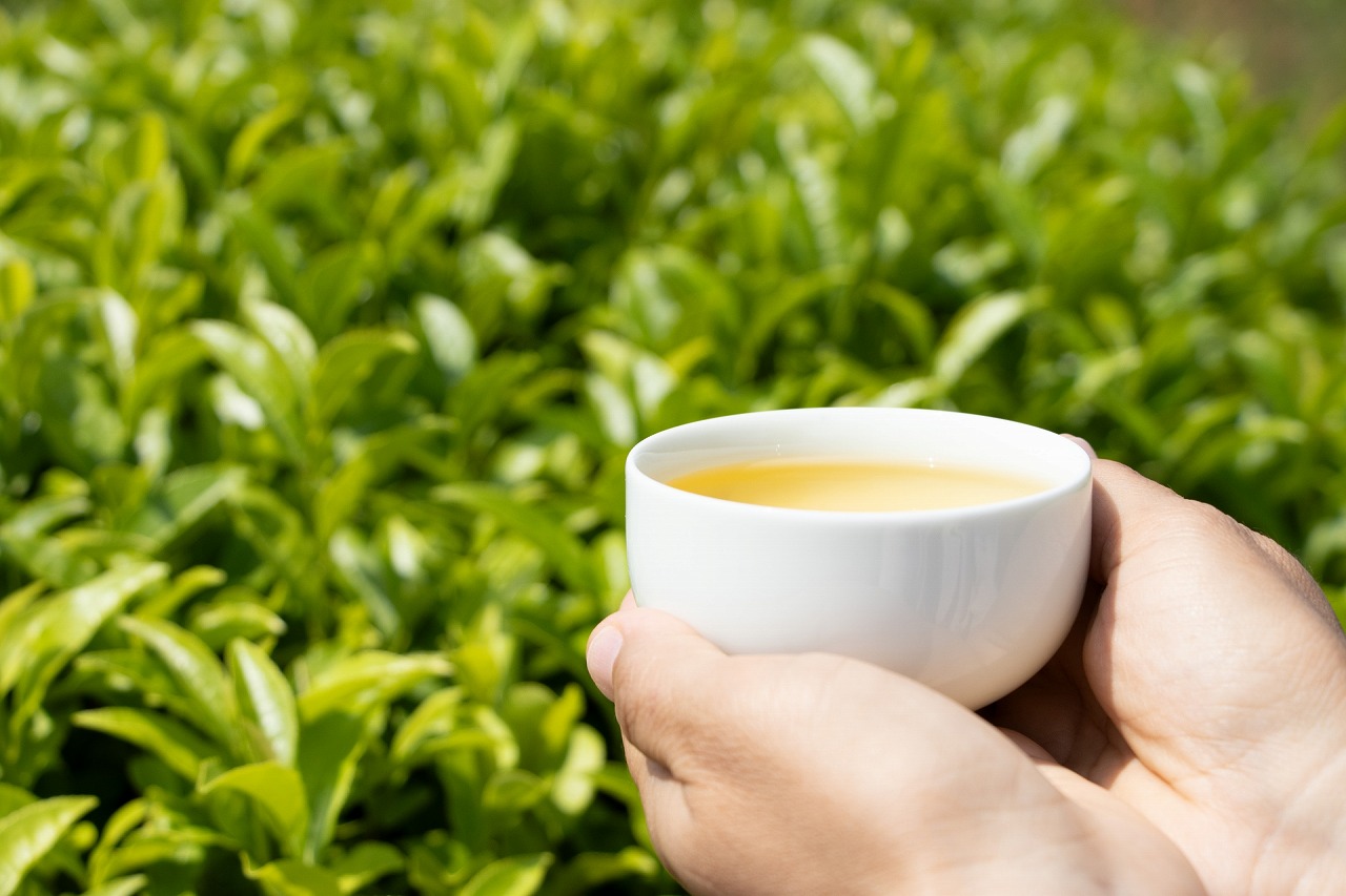 ますます美味しくなる お茶の秘密 《全4回》