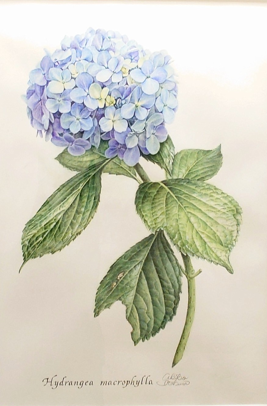 植物を細密に描く水彩画 ボタニカルアート (木)