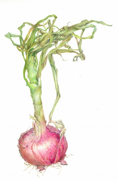 はじめての植物画 ボタニカル・アート入門