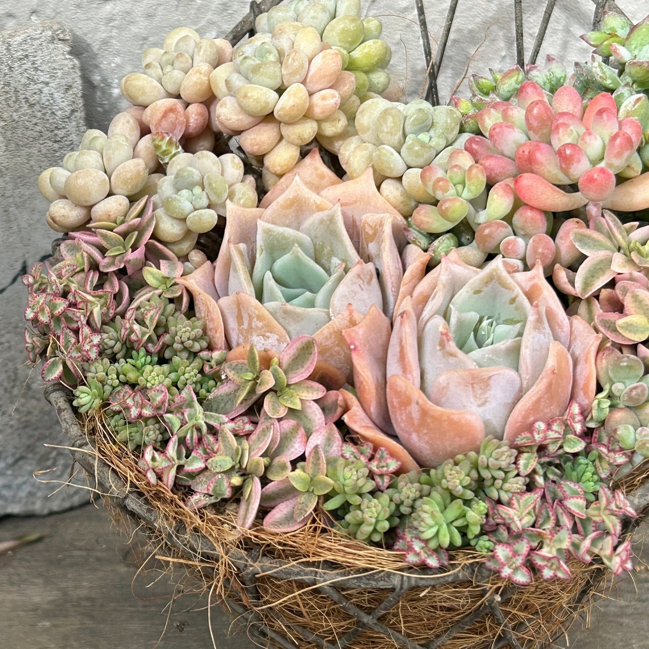 (全3回)多肉スタイリングを楽しもう 多肉植物の寄せ植え