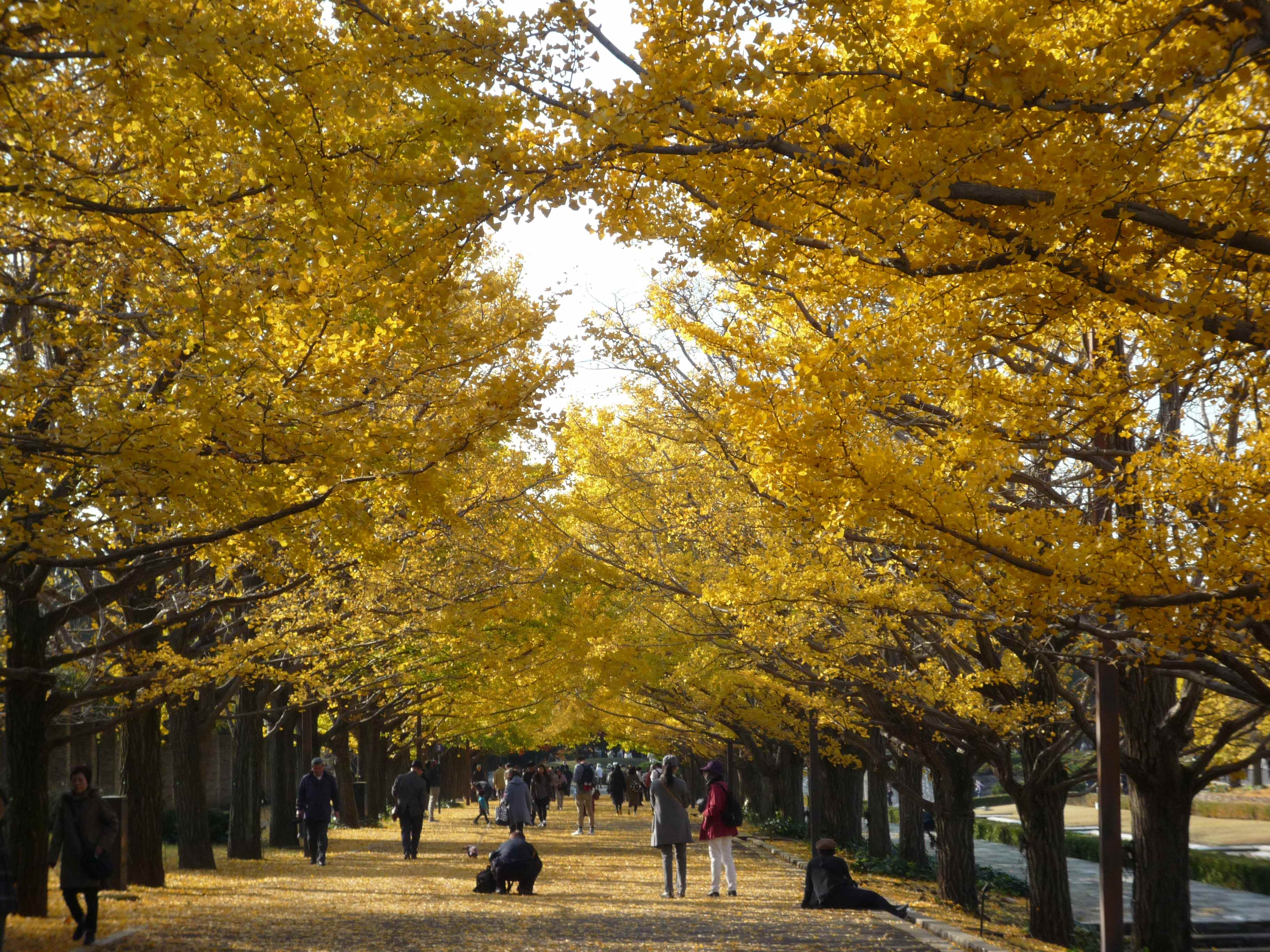 情緒あふれる下町ウォーク 東京満喫さんぽ(全3回) 秋号新講座(10/7,11/4,12/2(火)