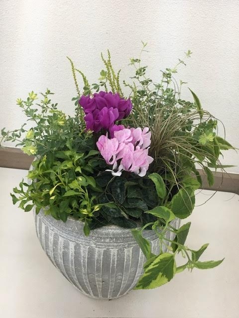 年末年始を彩る 正月の寄せ植え 秋の新講座 12/6(土)1DAY講座
