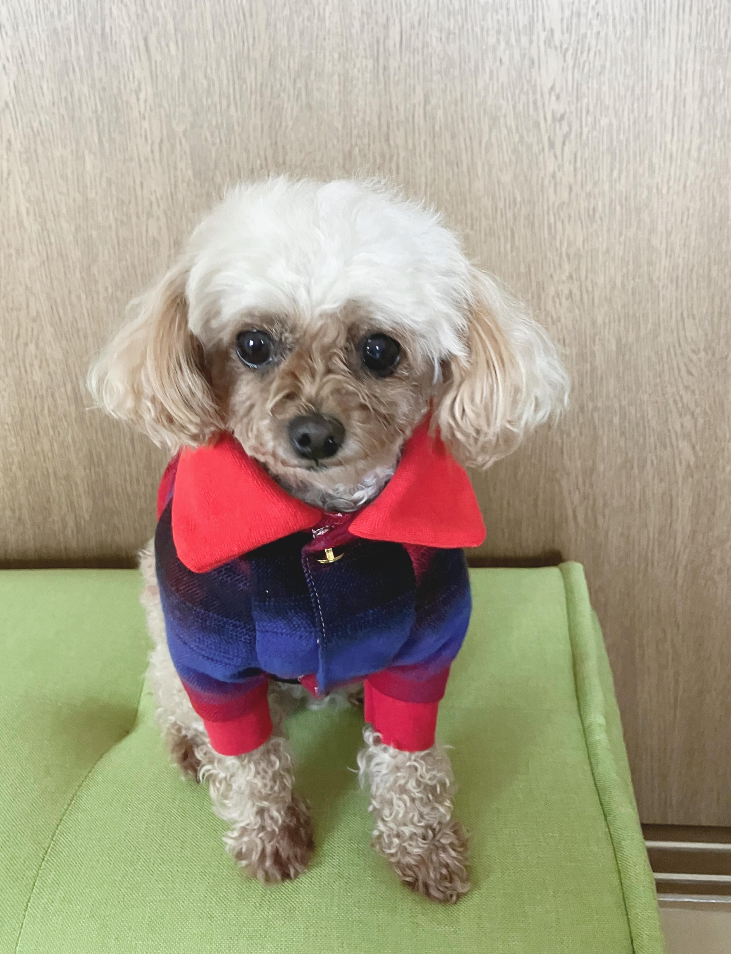 愛を感じる洋服や小物作り 犬服ハンドメイド教室 秋の新講座 9/27(土)説明会+体験会