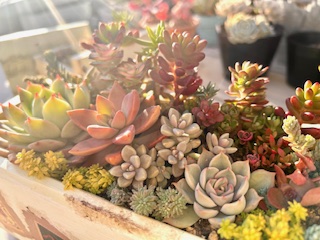 みて、育てて楽しもう! 多肉植物のアレンジ 秋の新講座10/1特別体験会