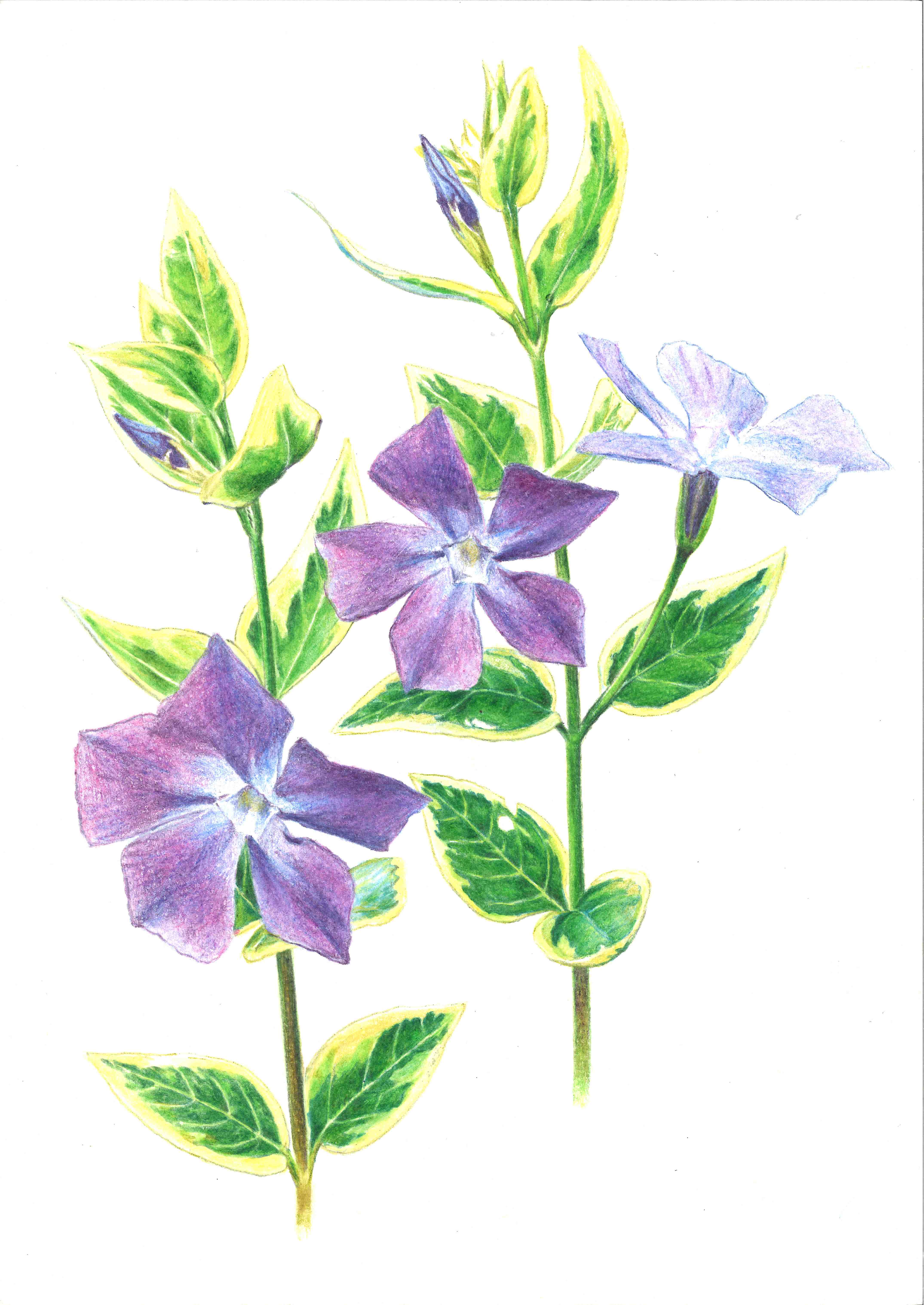 ご自分の表現を大切に楽しく描く 色鉛筆でボタニカルアート 秋の新講座 10/5(日)特別体験