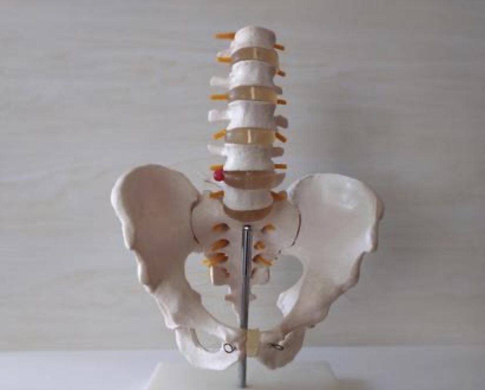 将来につながるヨガ 骨盤底筋ヨガ