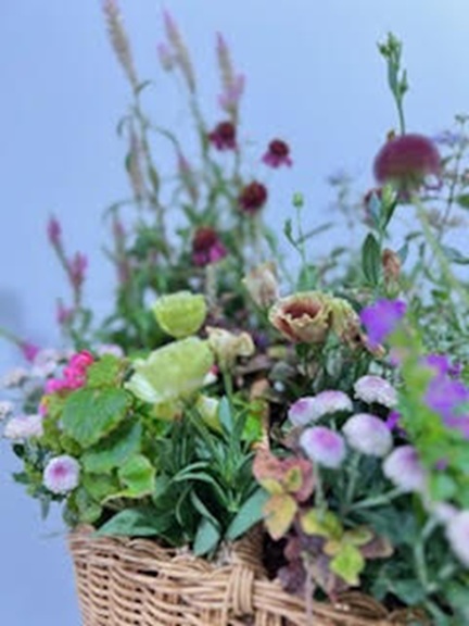 植物に触れて心和む 季節の寄せ植え教室 秋の新講座 10/10(金)スタート