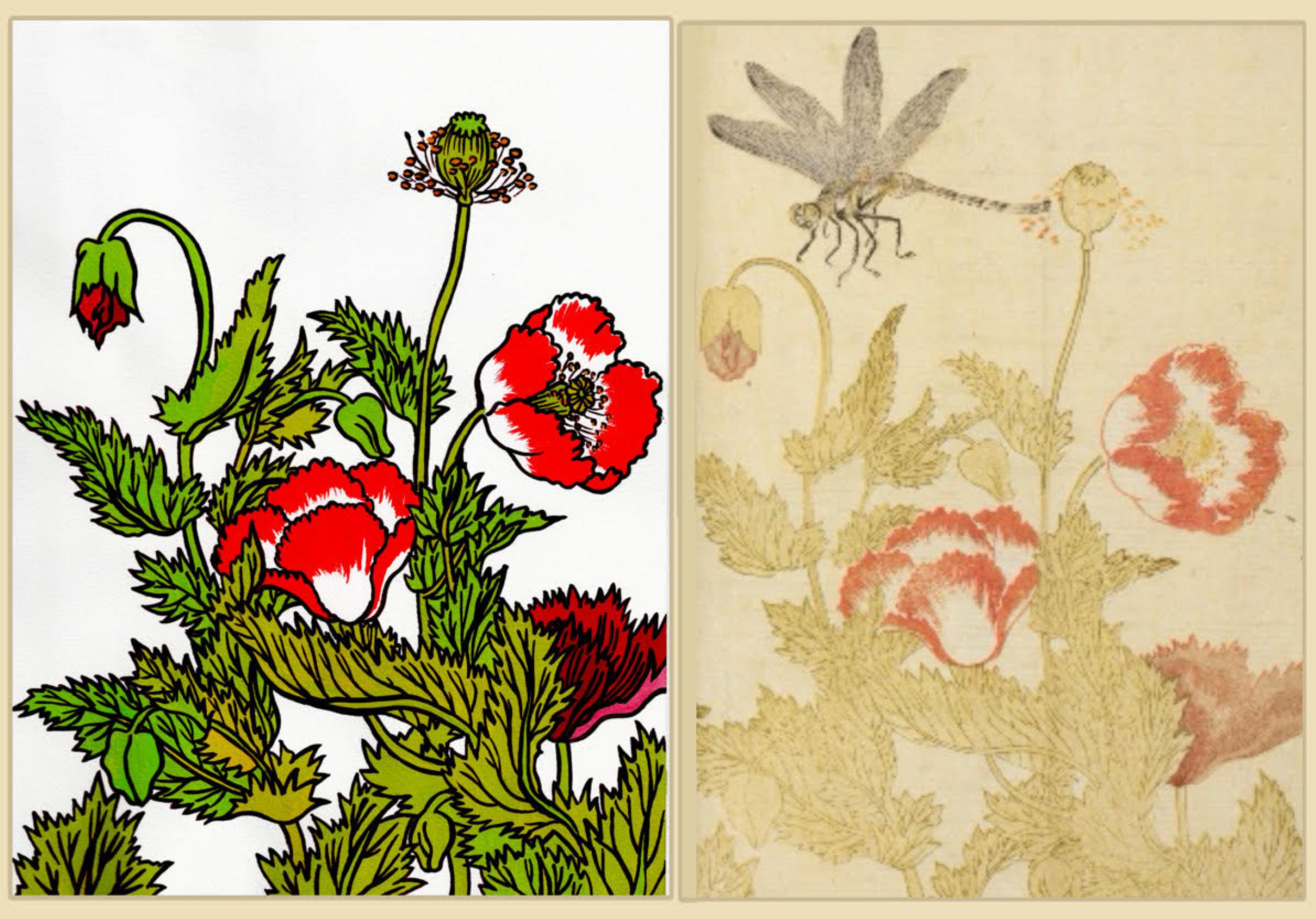 江戸の植物を描く 色鮮やか!アクリル画