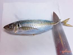 うまいっ!魚のさばき方(全3回)