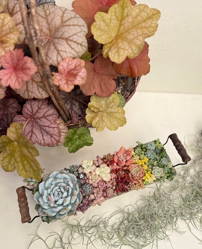 アレンジを楽しもう【全3回】 ★季節の多肉寄せ植え入門 秋の新講座 11/6(木)スタート