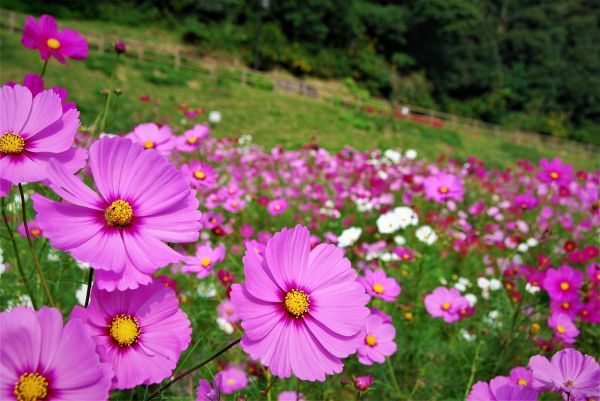 【秋の新講座】 オープンガーデン専門家と行く(全3回) ★庭園を歩いてカフェを楽しもう