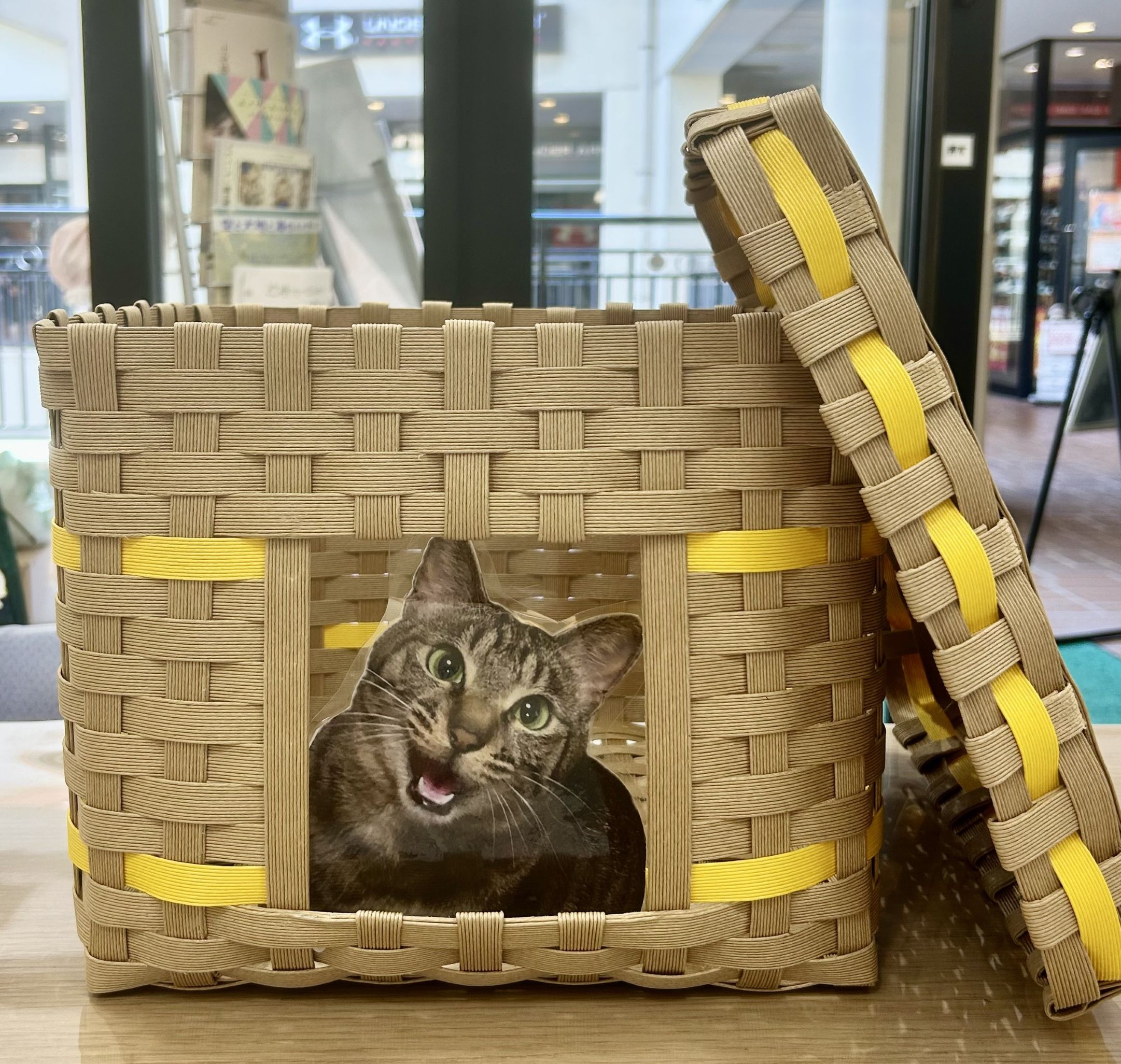愛情たっぷり手作り 🐱ねこちぐら🐱(全3回) ★秋の新講座★9/20㈯スタート予定