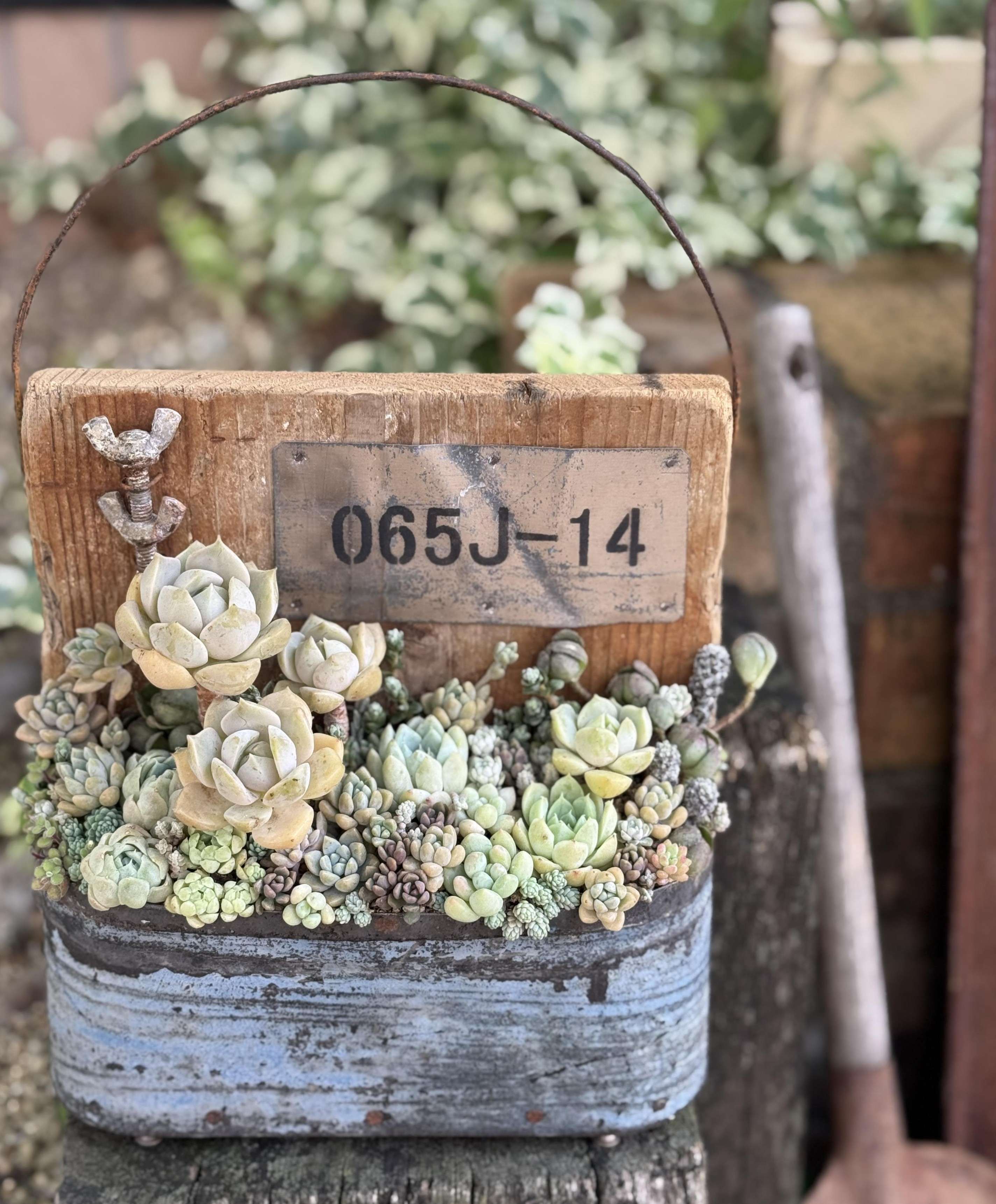 素敵に多肉スタイリング(全3回) ~多肉植物のある暮らしを楽しもう~