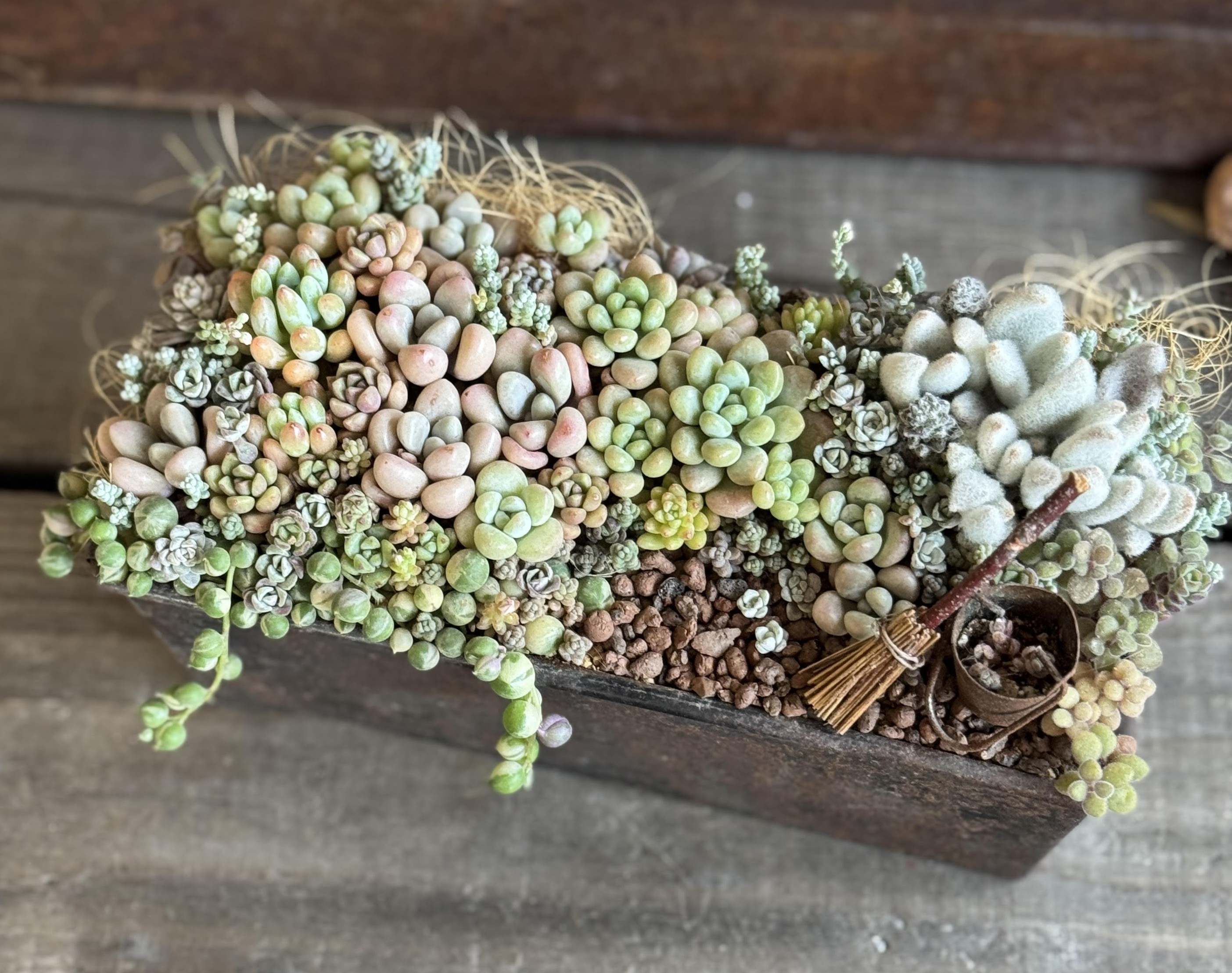 素敵に多肉スタイリング(全3回) ～多肉植物のある暮らしを楽しもう～