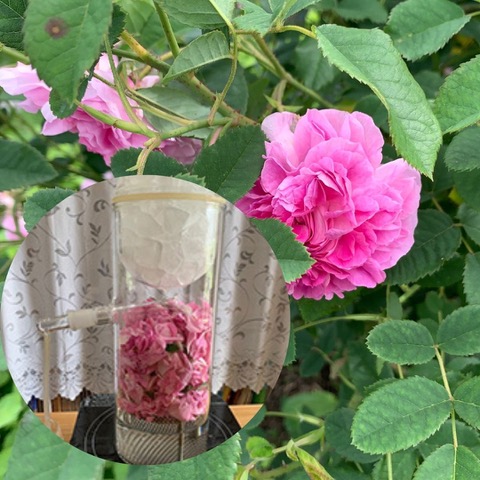 HP限定☆1/10 特別体験会 身近な17種のハーブ活用術を学ぶ