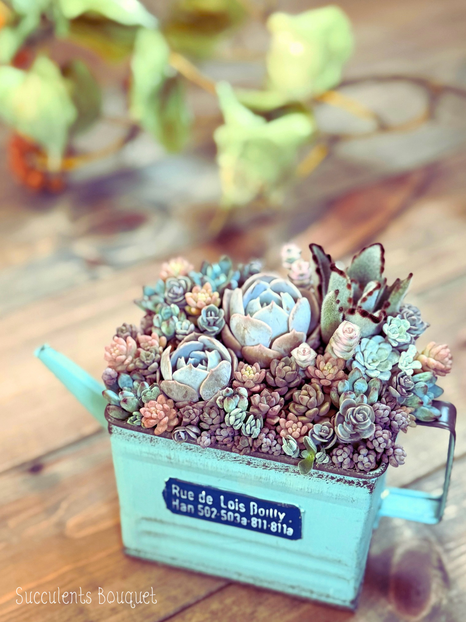 おしゃれスタイリング 多肉植物の寄せ植え 11/22