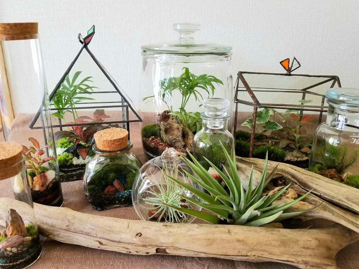 12/24(水)1Day自分だけの小さな森インテリア 苔テラリウム 新春号12/24(水)1Day講座