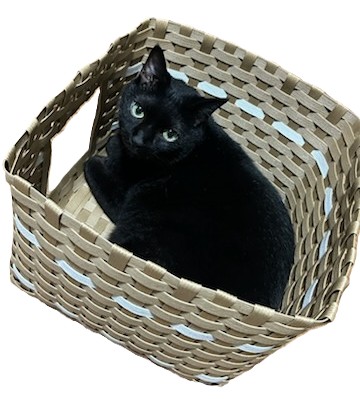 (全3回)ねこちぐら HP限定冬の新講座 12/19・2026年1/16・2/20(金)