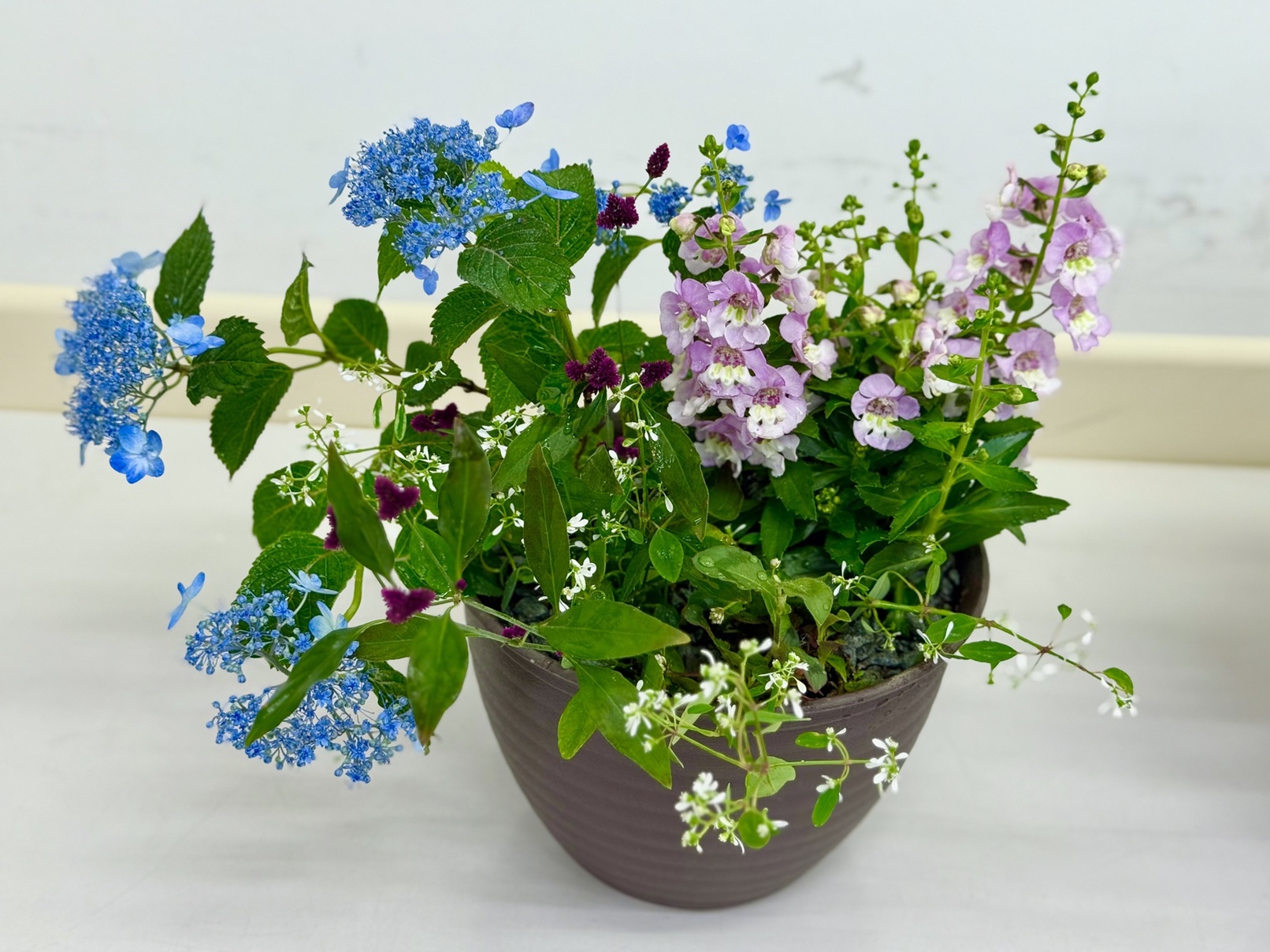 イングリッシュガーデン 体験日 2/3(火) 体験費1.100円  教材費3.850円