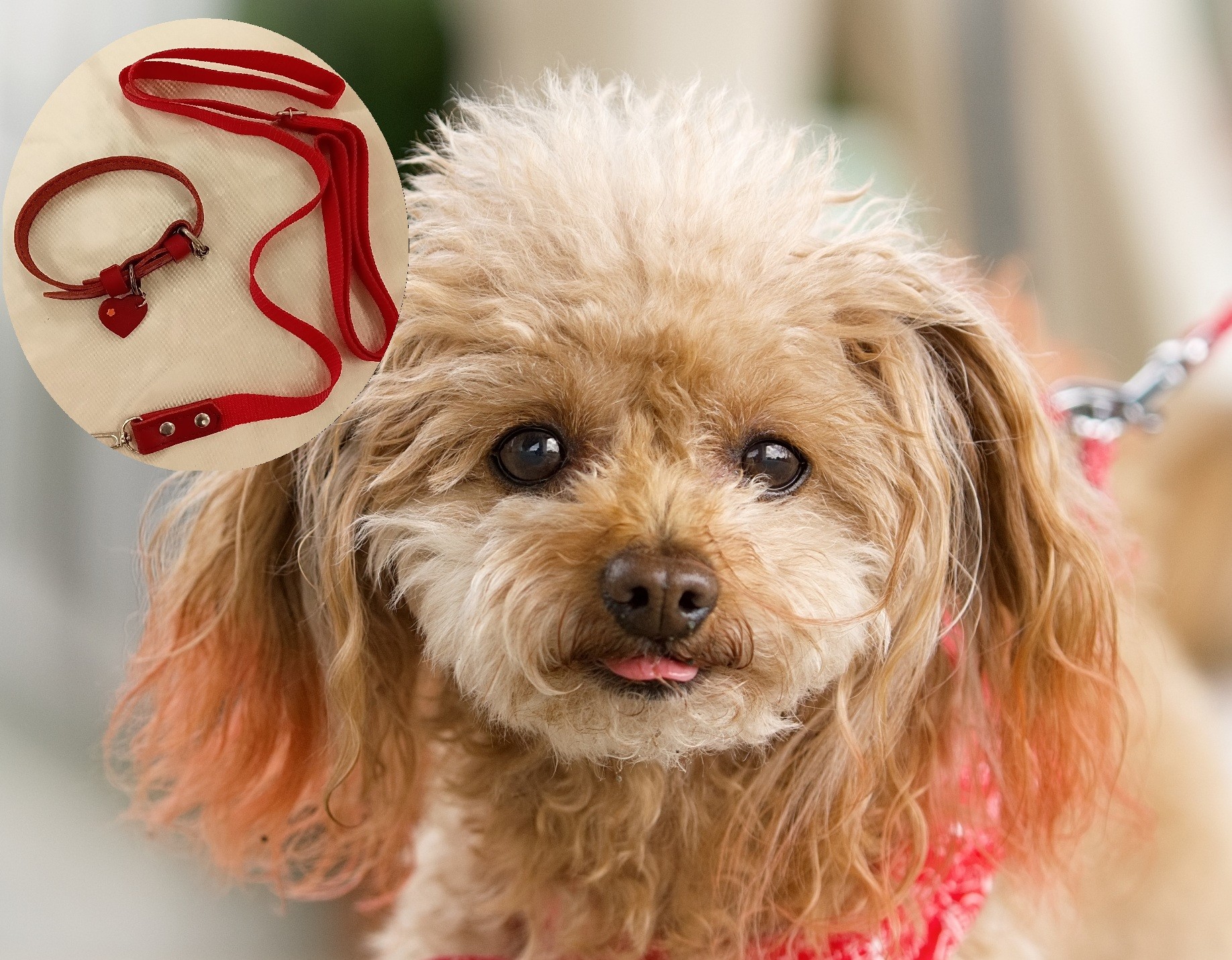 ハンドメイドで作る愛犬との絆 愛犬の首輪とリード作り HP限定1DAY講座 1DAYレッスン 12/26・1/13・31(内1回)