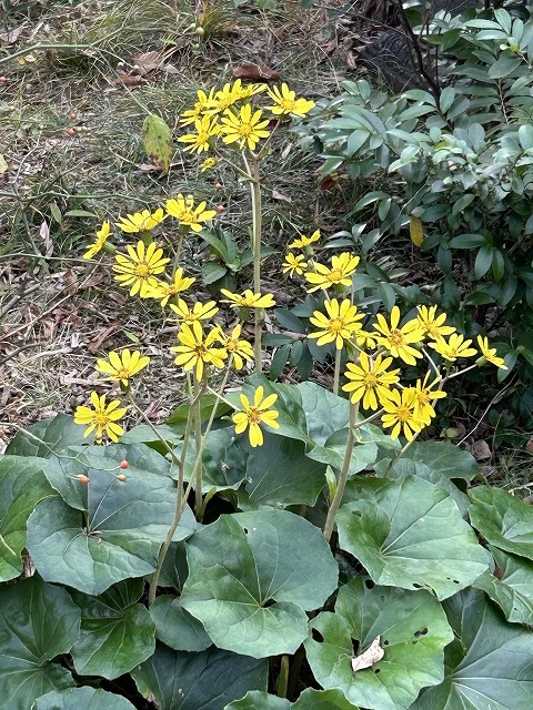 キホンから始める 俳句を詠もう(増設) 新春の新講座 2/10(火)特別体験会開催