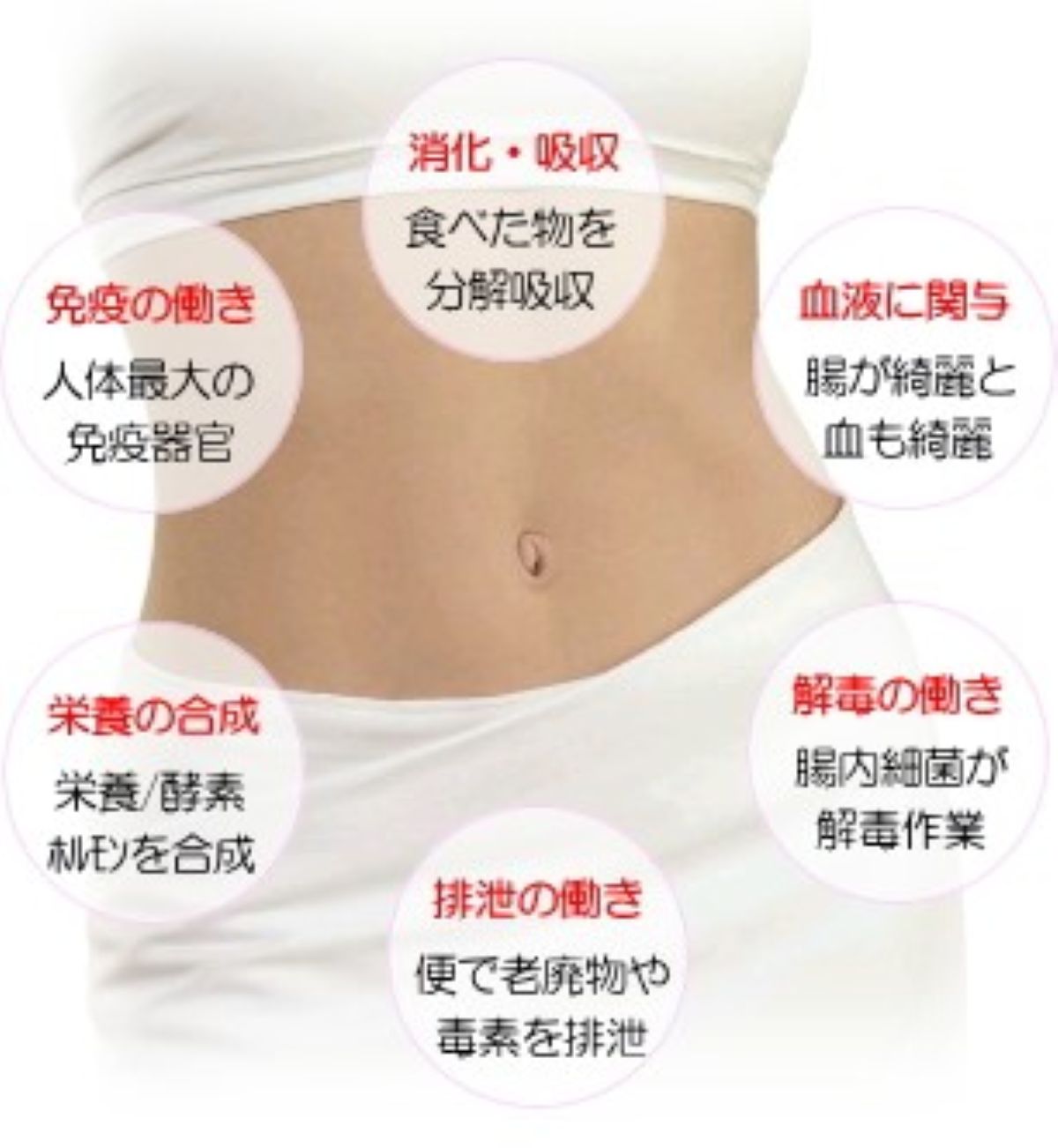 ■1DAYレッスン■正しい腸ケアで細胞から若返ろう 腸を元気にする講座【1/23】HP限定