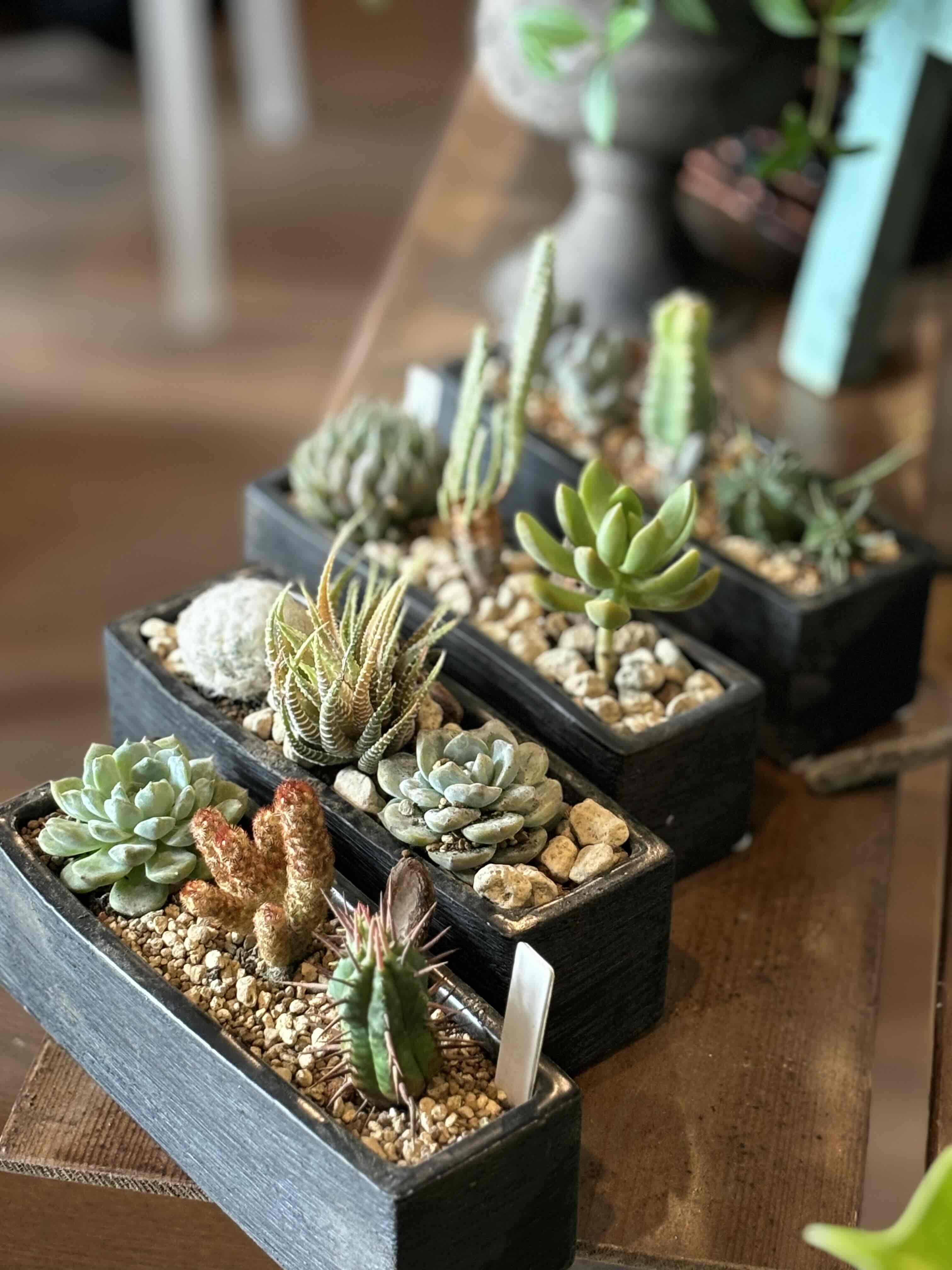 11/20 クリスマスの花遊び