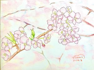 色えんぴつで描く いろどり色彩画 春の新講座 4/10(金)スタート予定