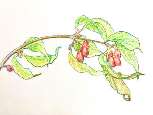 色えんぴつで描く いろどり彩色画