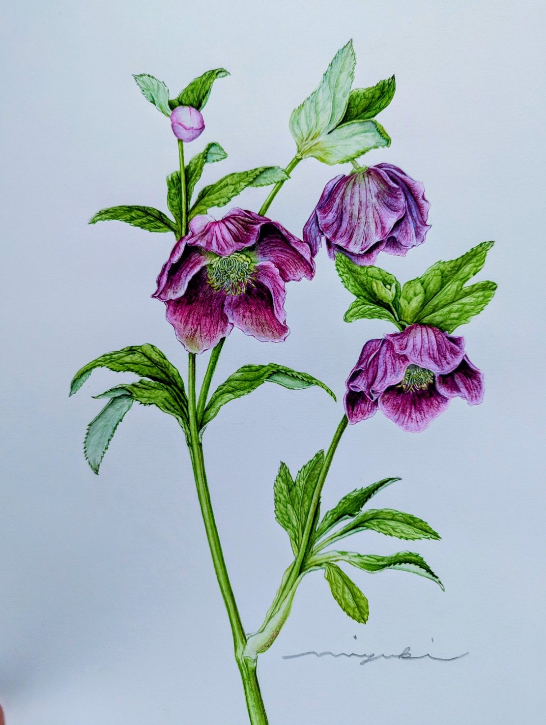 初めてでも楽しく植物を奏でる ボタニカルアート HP限定特別企画体験会 12/15・1/19(月)