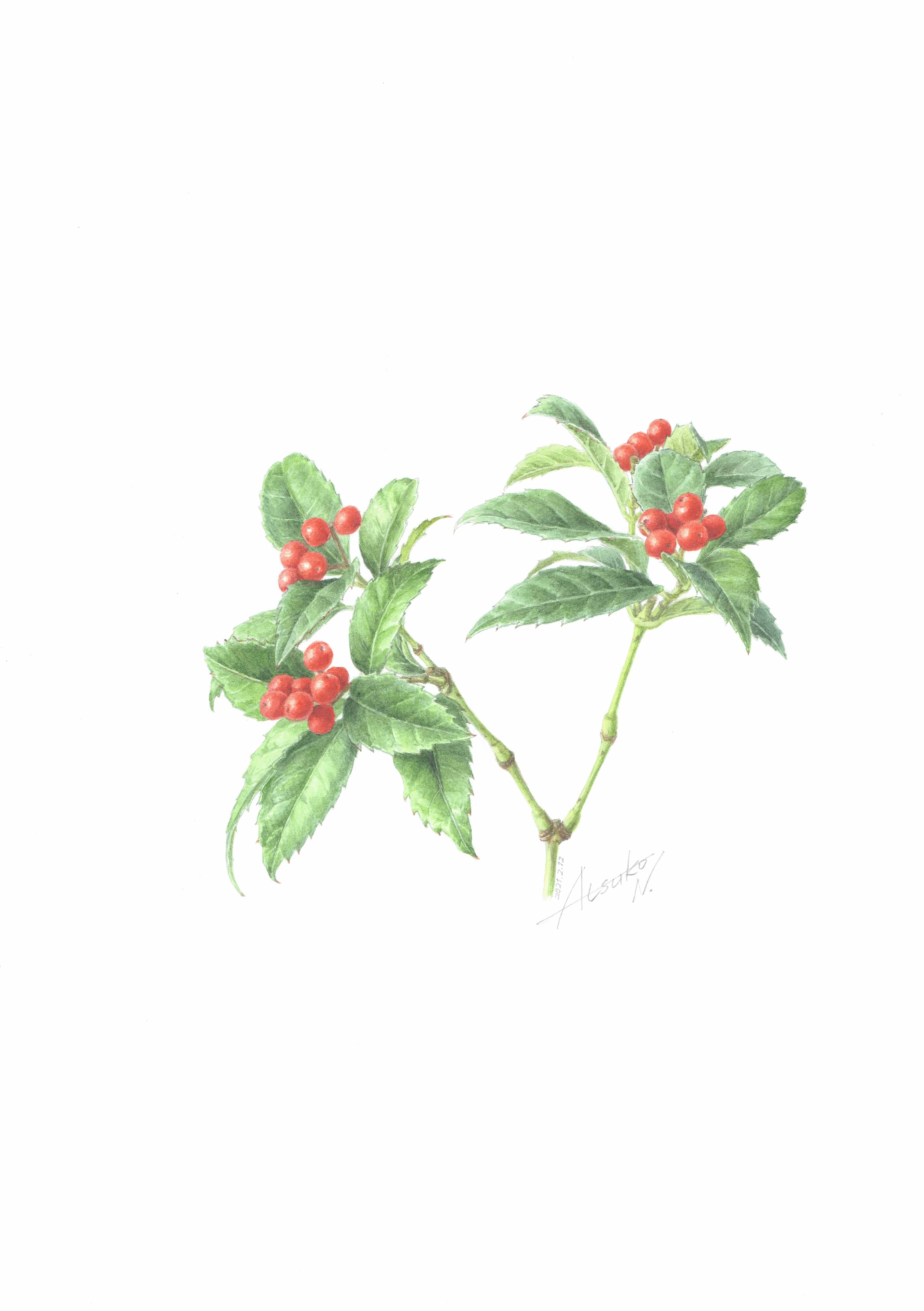 美しい線画 月1回のボタニカルアート ★おすすめ講座★2/18 体験会