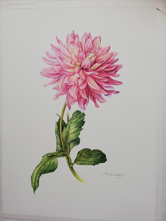 四季折々の草花を写す 植物の細密画 (ボタニカルアート) ★1/20(火)新講座立ち上げ企画体験880円+教材費660円のみ