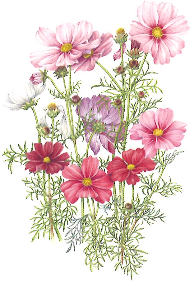 四季折々の草花を写す 植物の細密画 (ボタニカルアート) ★1/20(火)新講座立ち上げ企画体験880円+教材費660円のみ