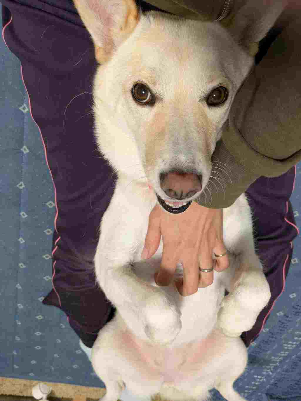 人といぬのヨガ11月 人も犬も一緒に柔軟に