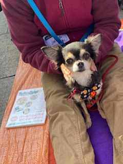 人といぬのヨガ11月 人も犬も一緒に柔軟に