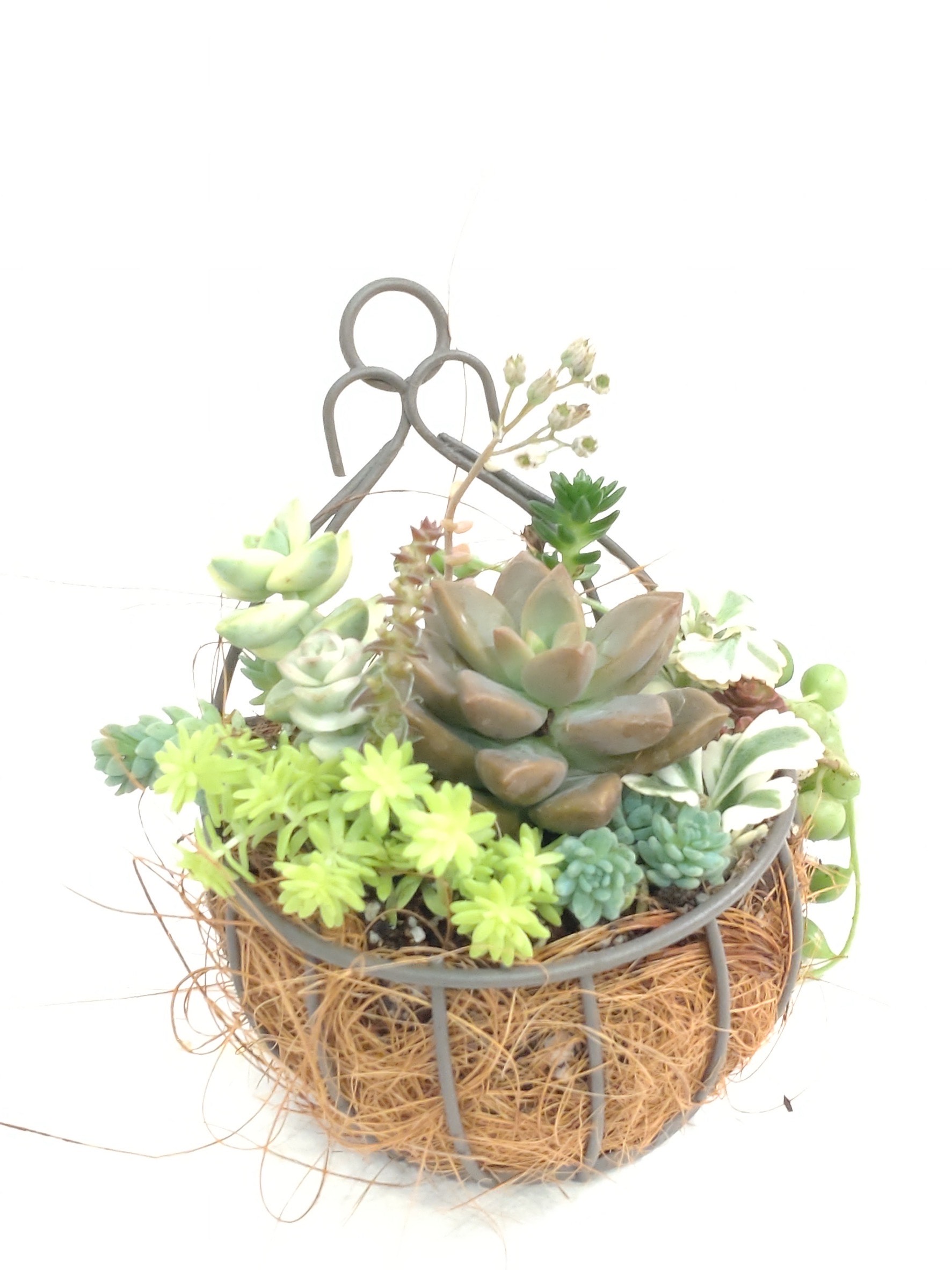 根付のフラワーアレンジメント 初めての寄せ植え 【一日体験】1/25(日)