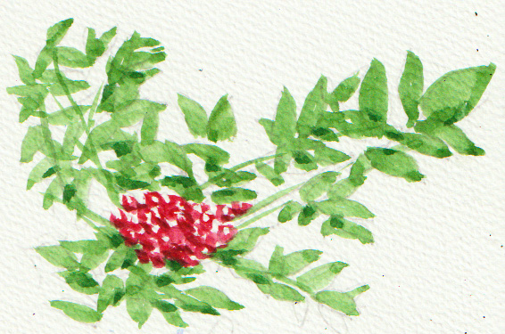 花暦(月ごとの花)を描く 一筆画入門講座