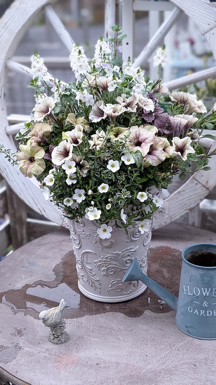 (全5回)季節の花で 寄せ植え 新春の新講座 2/19・3/19・4/16・5/21・6/18(木)