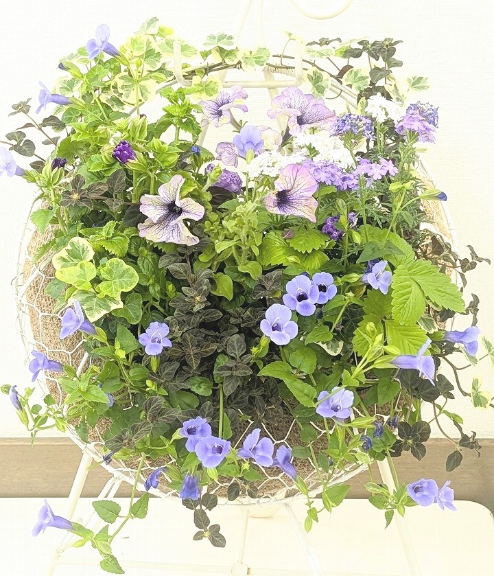 (全5回)季節の花で 寄せ植え 新春の新講座 2/19・3/19・4/16・5/21・6/18(木)