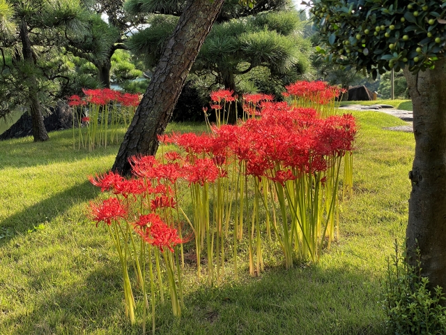 古歌のロマンと時代を読み解こう 万葉集を楽しむ 新春号体験会:1/26(月)