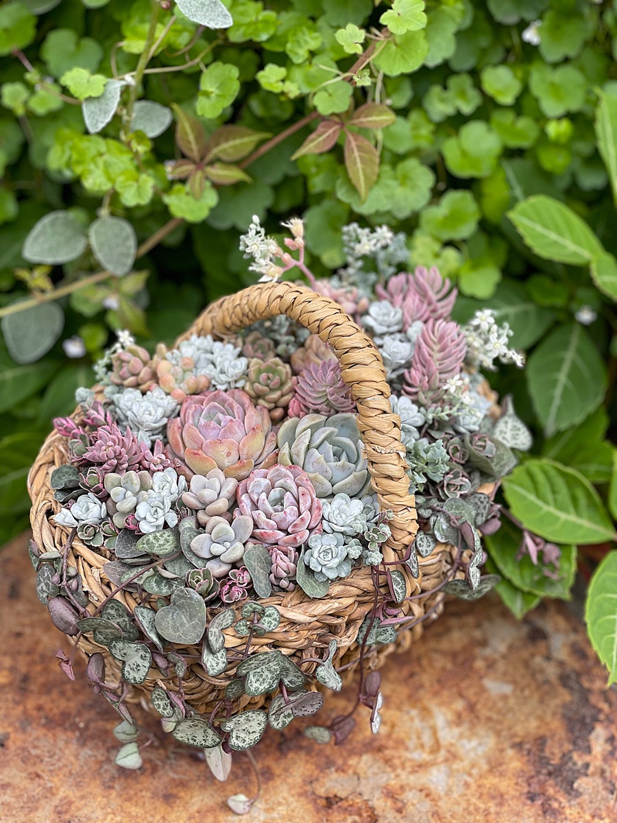 多肉植物 【日程】2/4・3/11・4/8(水)