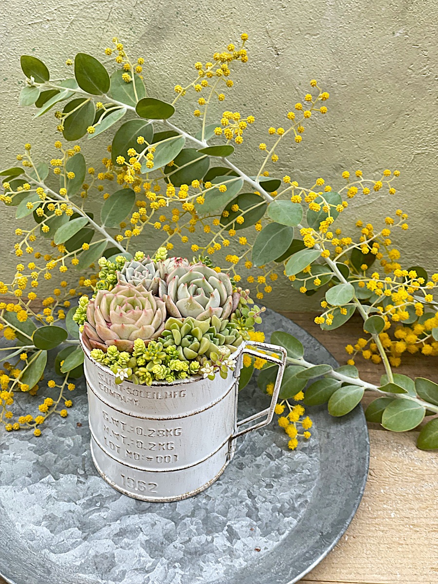 多肉植物 【日程】2/4・3/11・4/8(水)