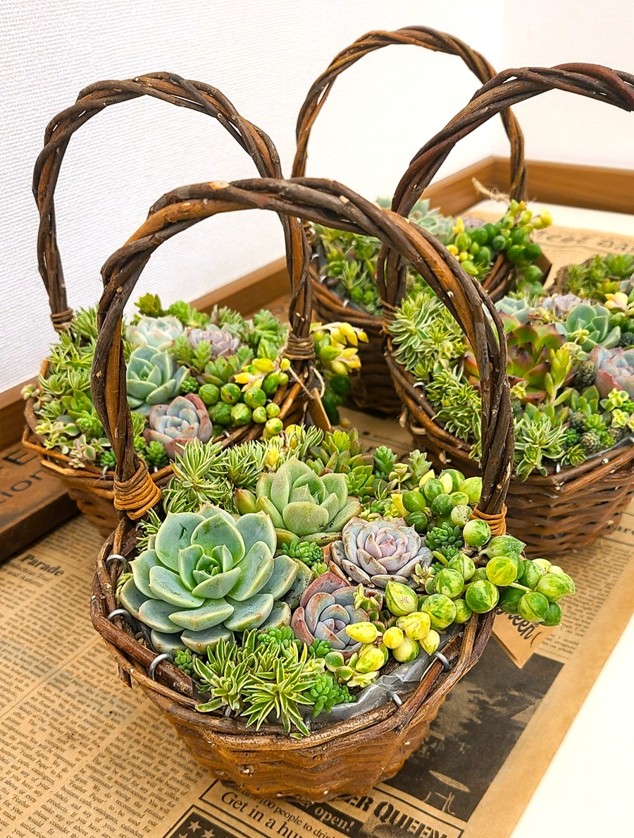 多肉植物 【日程】2/4・3/11・4/8(水)
