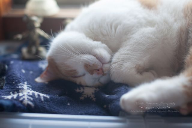 はじめてでも安心! ★写真を楽しむ 入門編 新春新講座 2/17新講座体験会