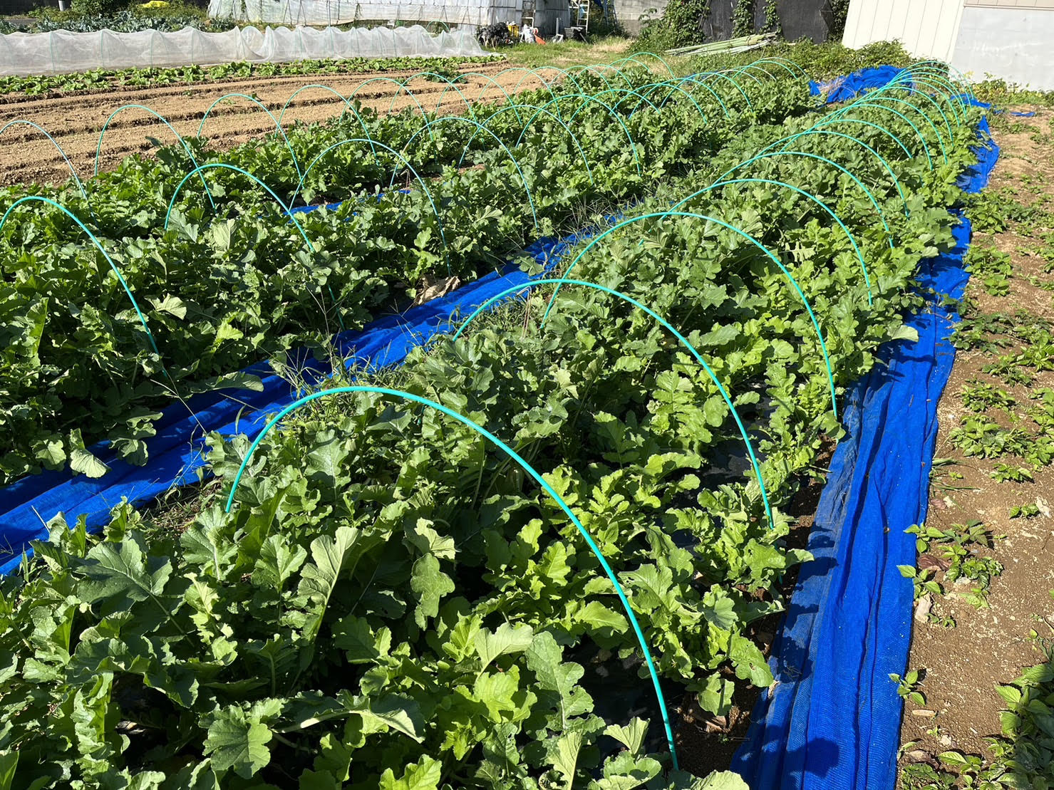 プロ農家が「困った」を解決 おいしい野菜の育て方(全5回) 【春の新講座 4月18日(土)スタート】