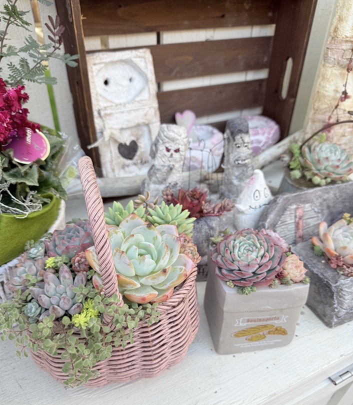 多肉のシーズン到来! 多肉植物の寄せ植え(全3回) 冬の新講座 2/10(火)スタート